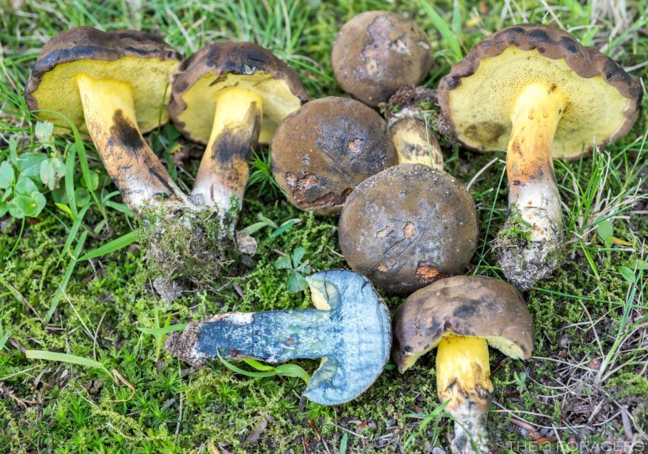 Моховик припорошенный