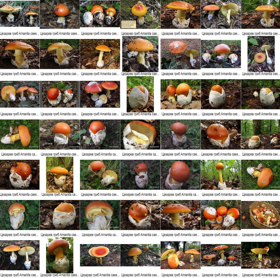 Таблица съедобных грибов