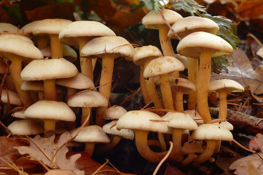 Гриб грибок