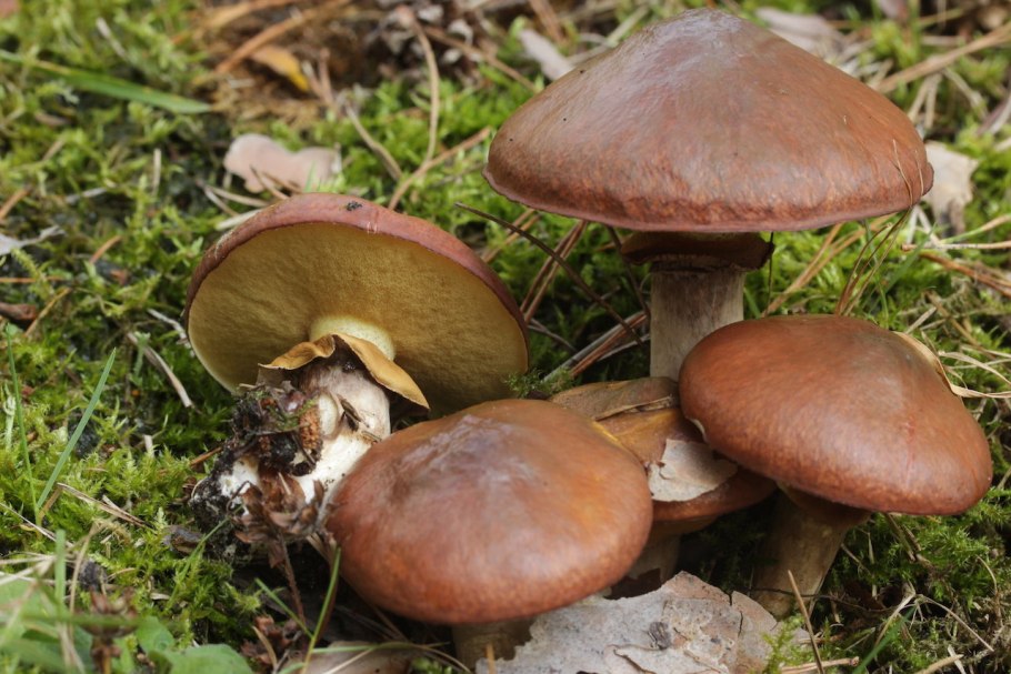 Масленок обыкновенный 15 мл