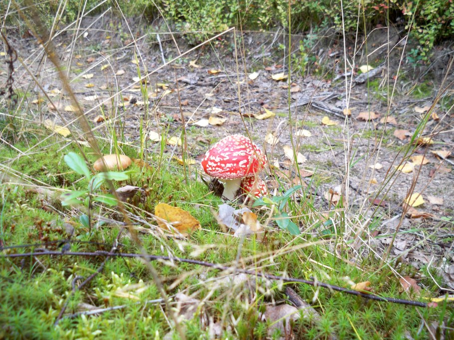 Подсосник гриб