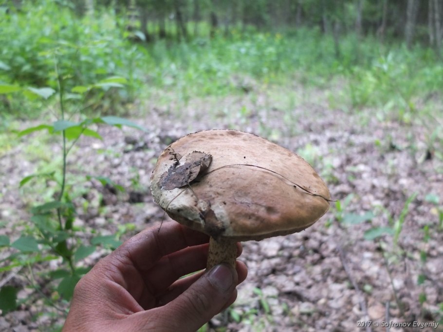 Первые грибы в мире на суше