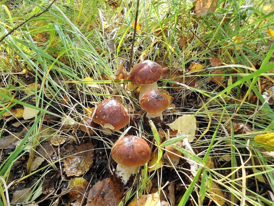 Завтра по грибы