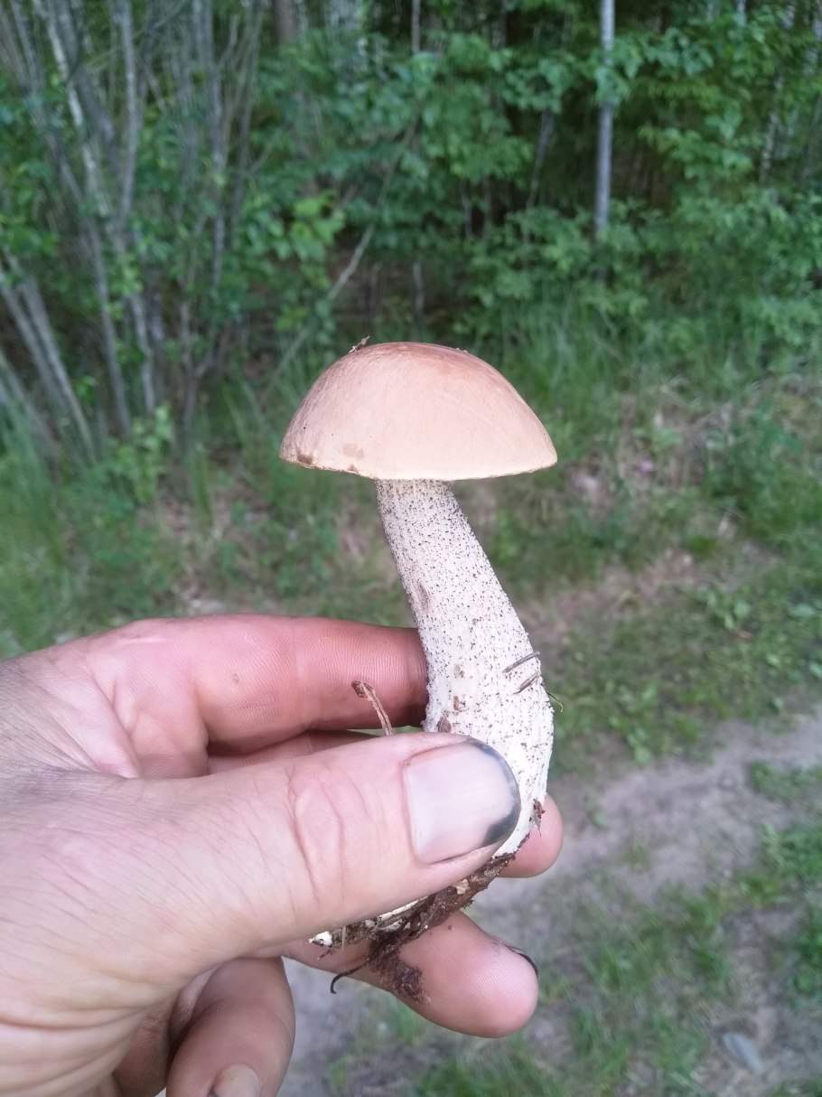 Белый гриб первой категории