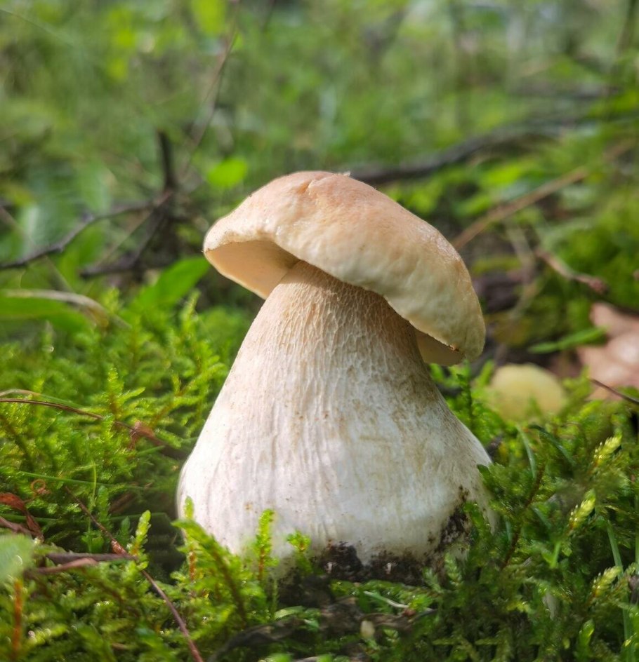 Белый гриб и подберезовик