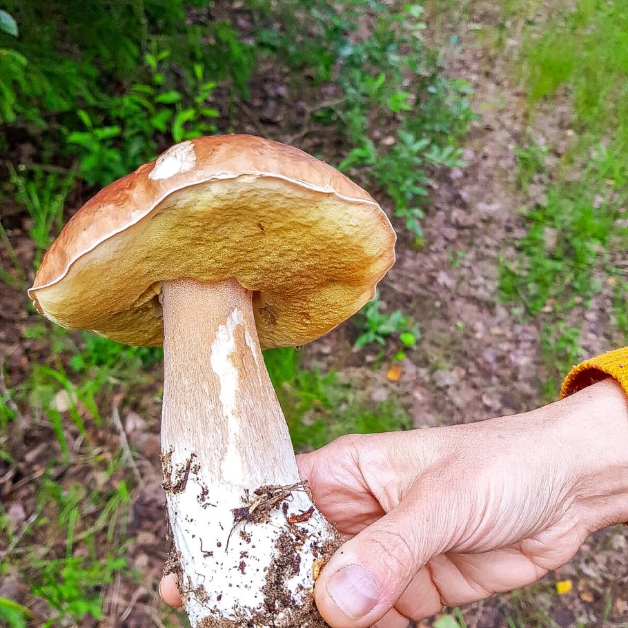 Грибы категории