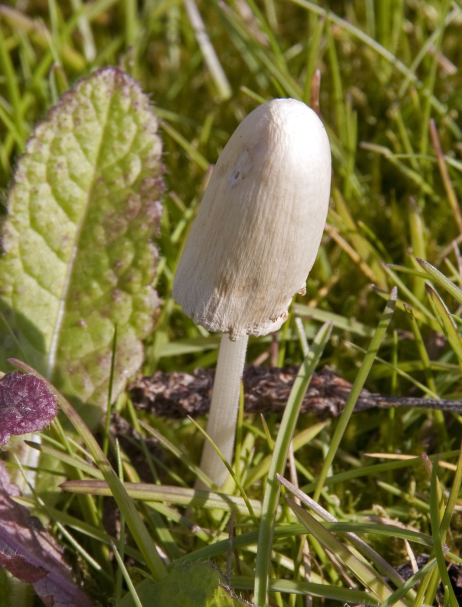 Грибы в Новосибирске 2021