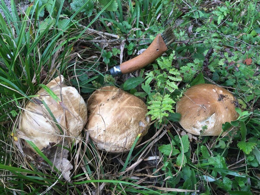 Ранние грибы