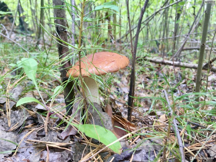 Гриб подосиновик