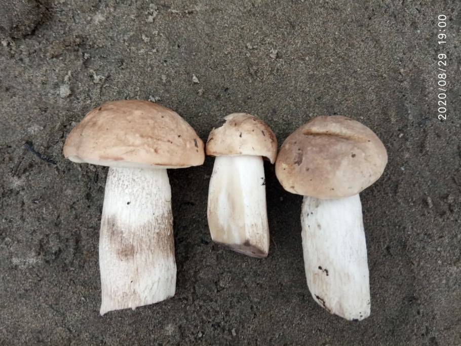 Грибы белый гриб