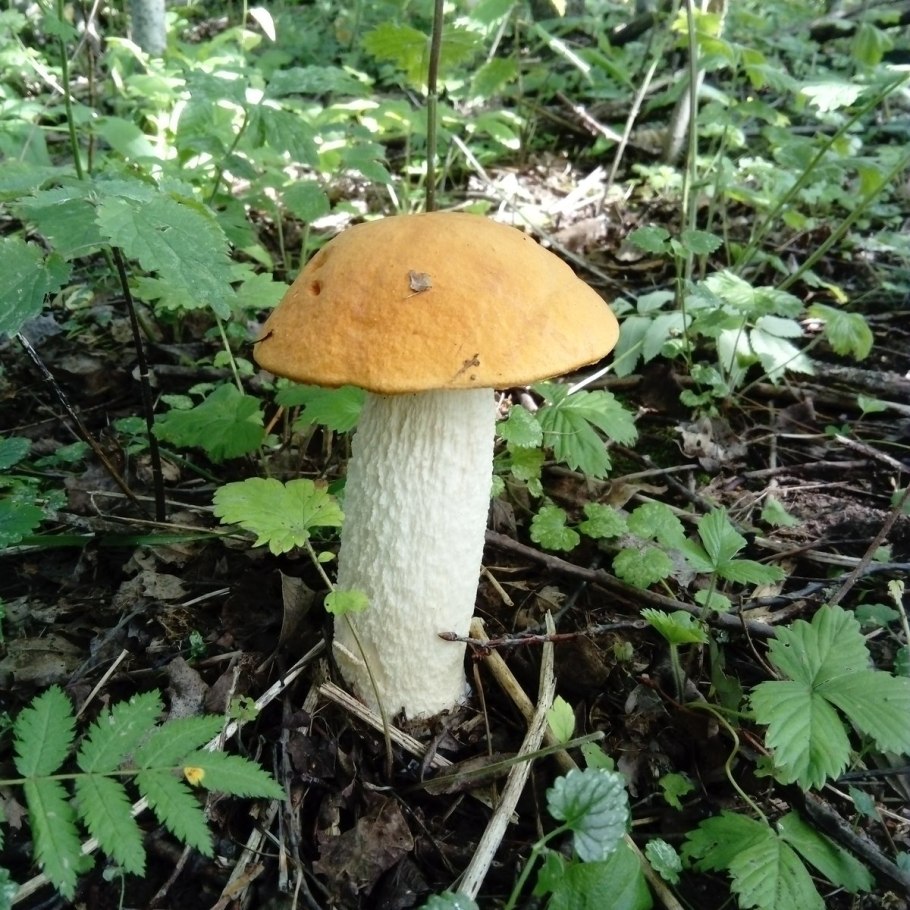 Грибы первой категории в картинках