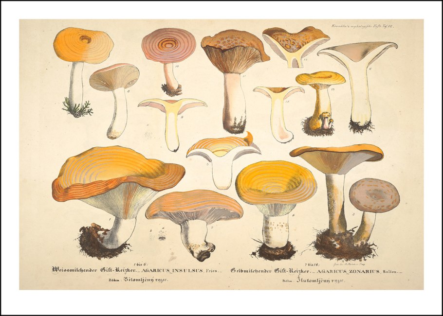 Грибы мокруха Болотная