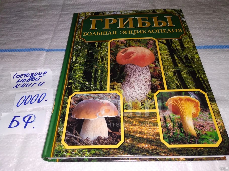 Открытый гриб