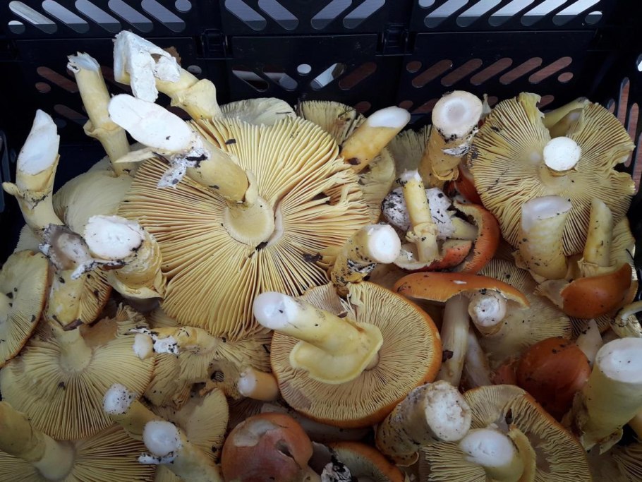 Съедобные грибы 1 категории