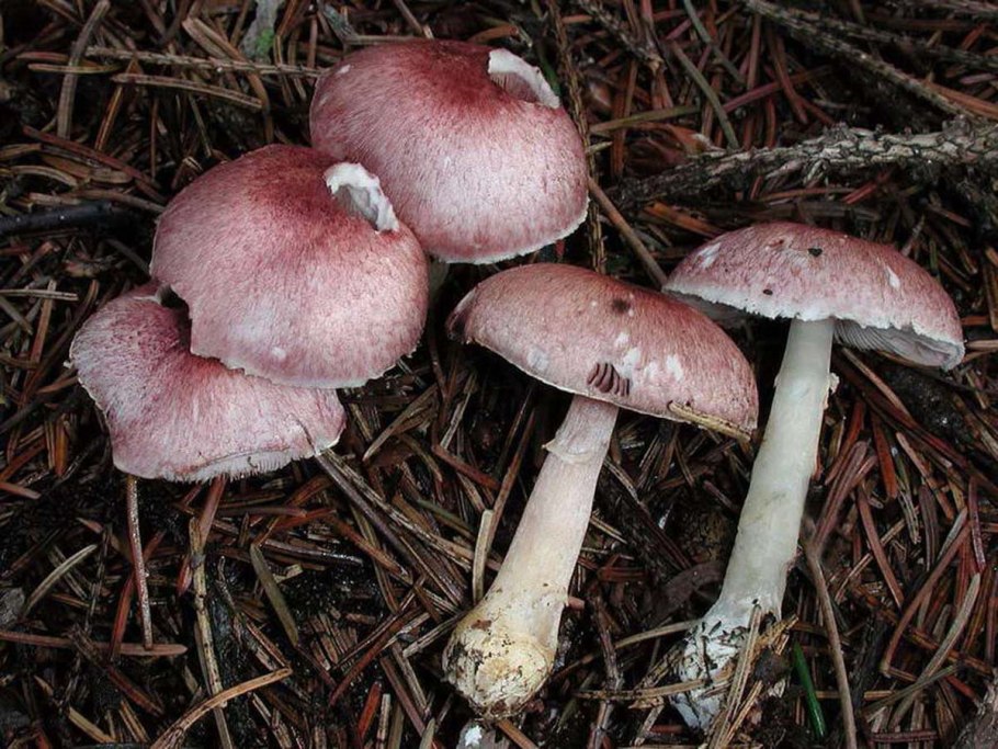 Голубинка гриб украинский