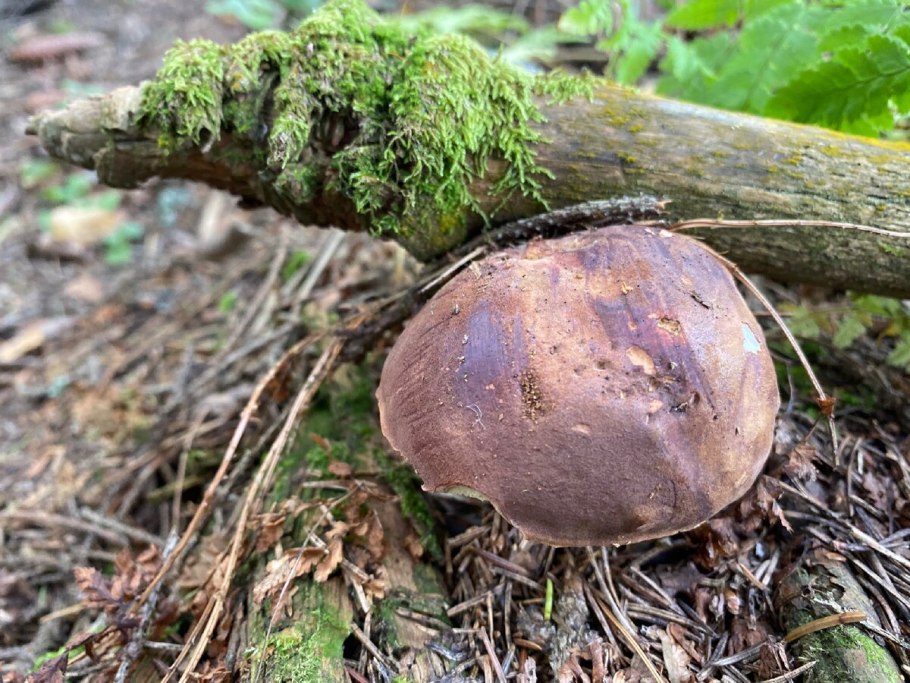 Большая грибная энциклопедия