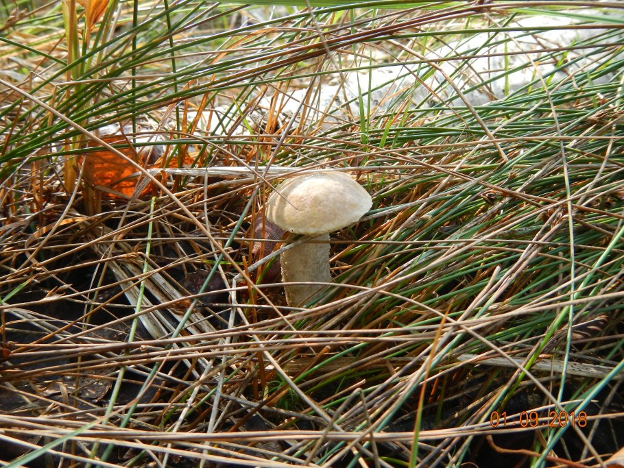 Подберезовик белый болотный