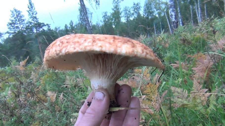 Гриб груздь настоящий