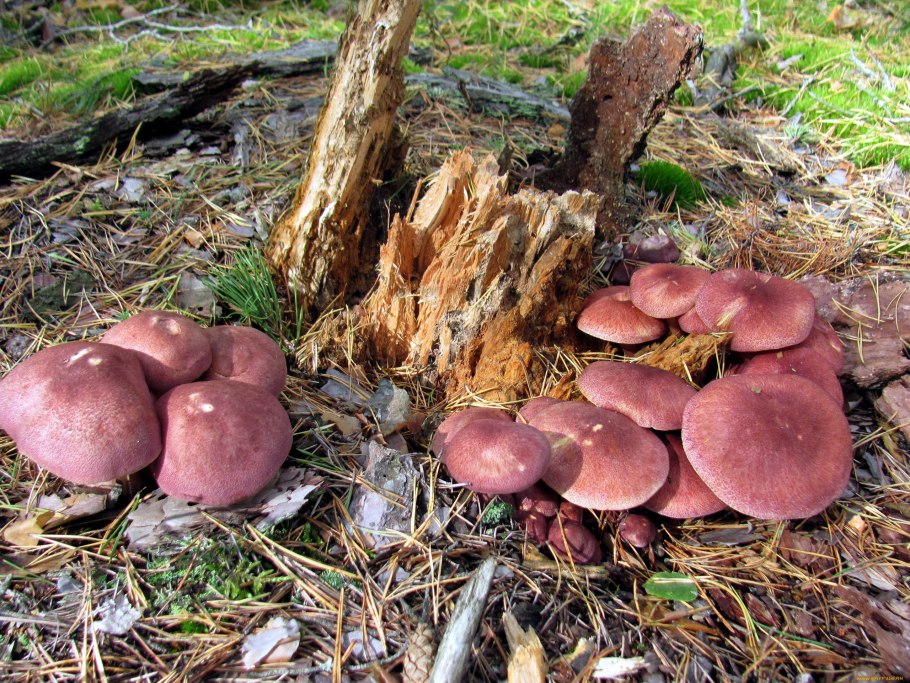 Передача про грибы