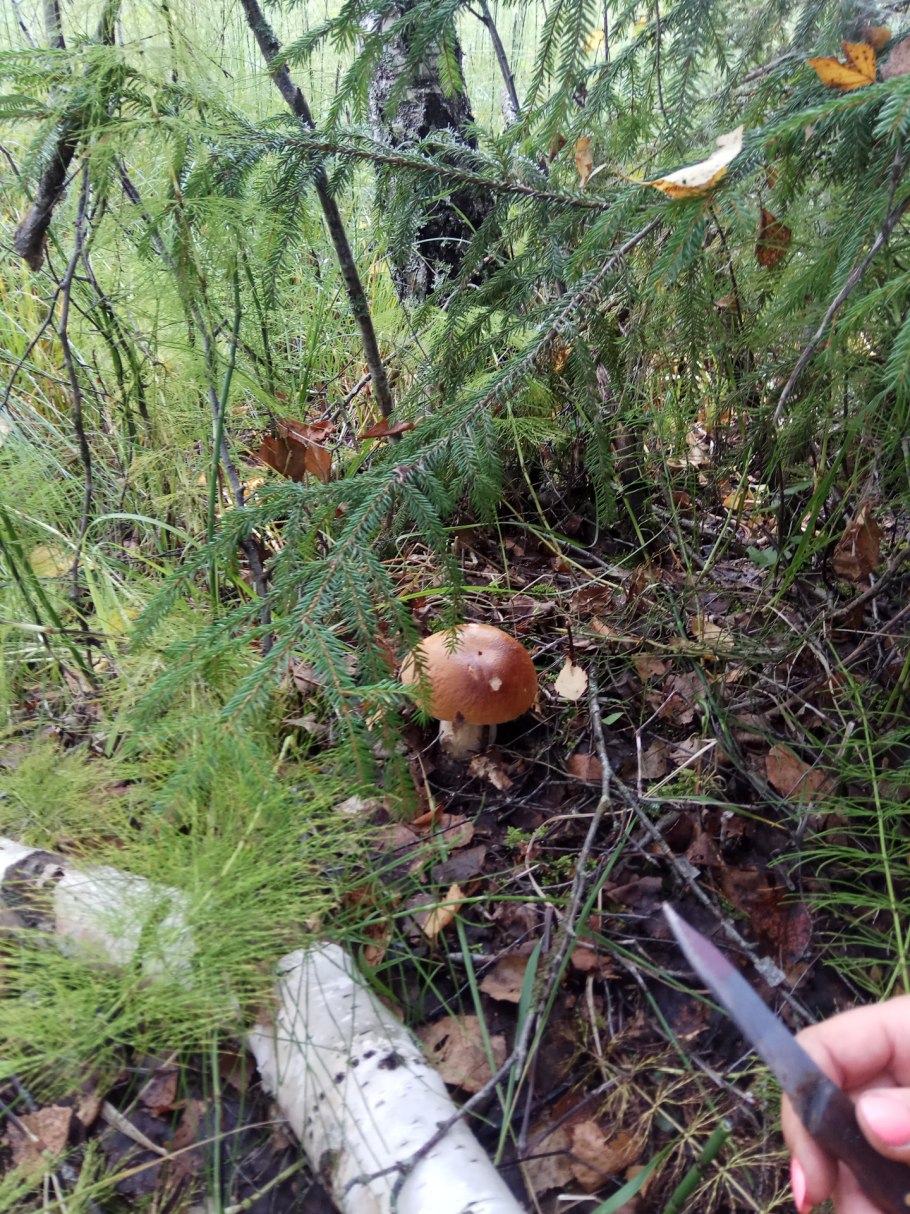 Гриб в лесу