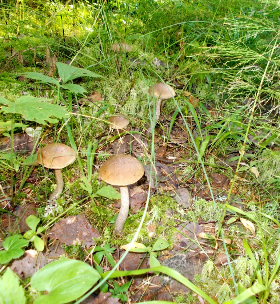 Грибы первого класса съедобности