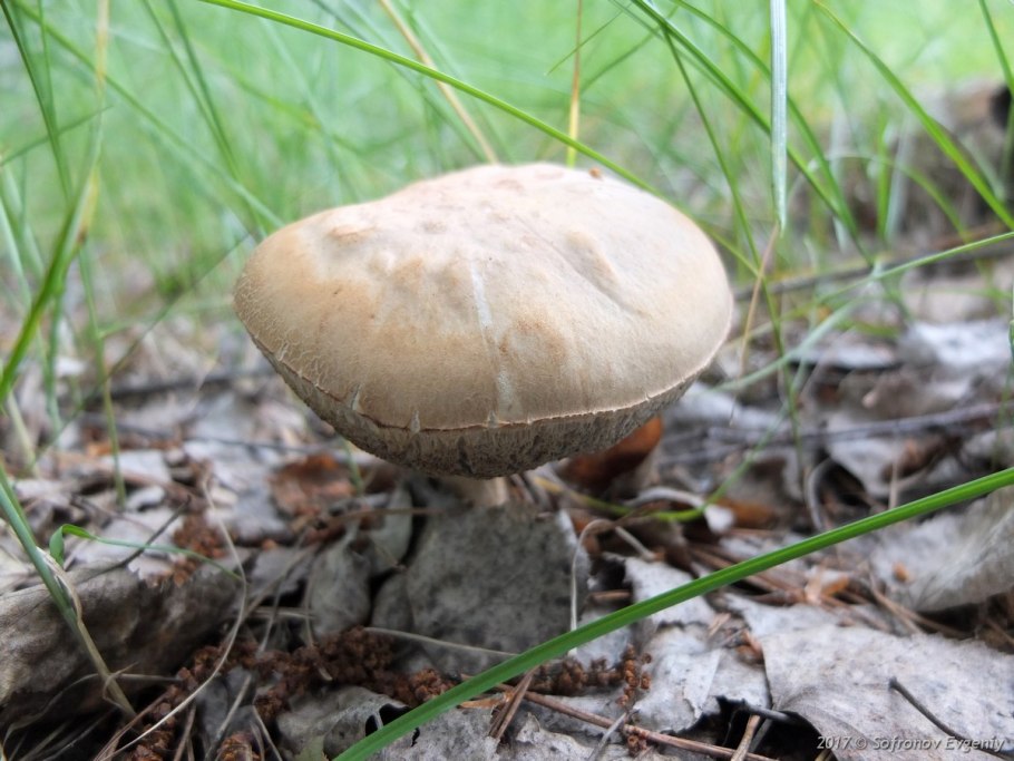 Гриб сыроежка краснушка