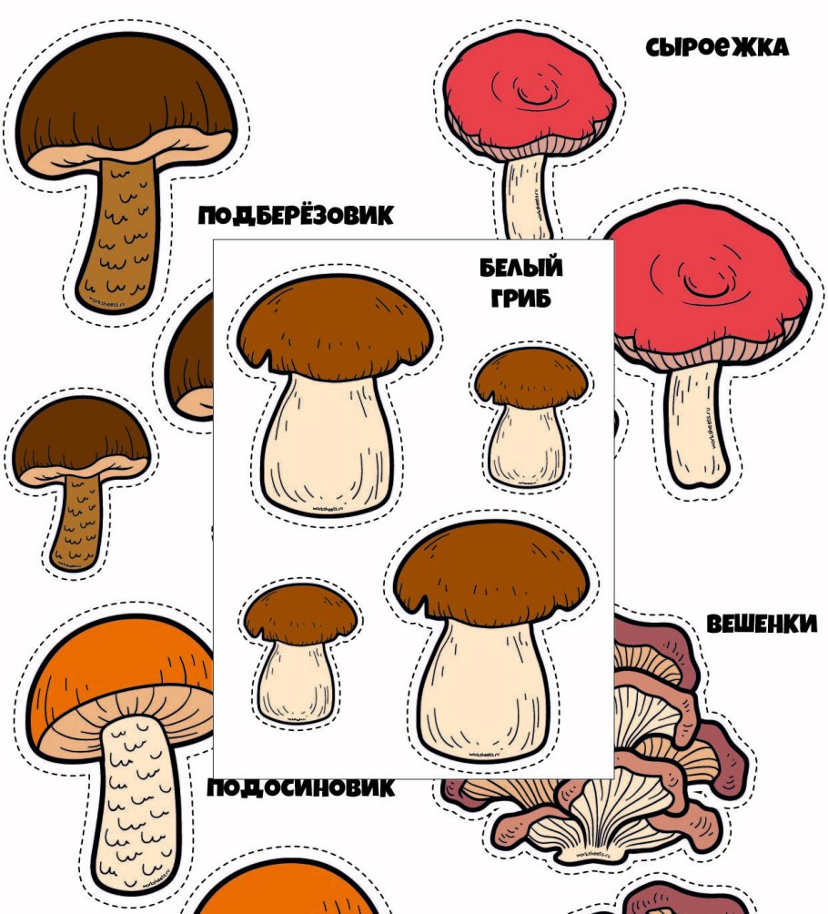 Сообщество грибы