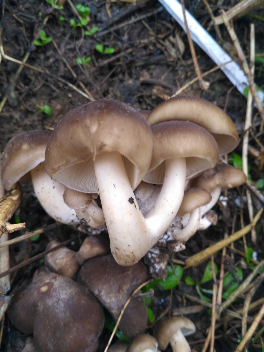 Рядовка Голубиная (лат. Tricholoma columbetta) съедобная