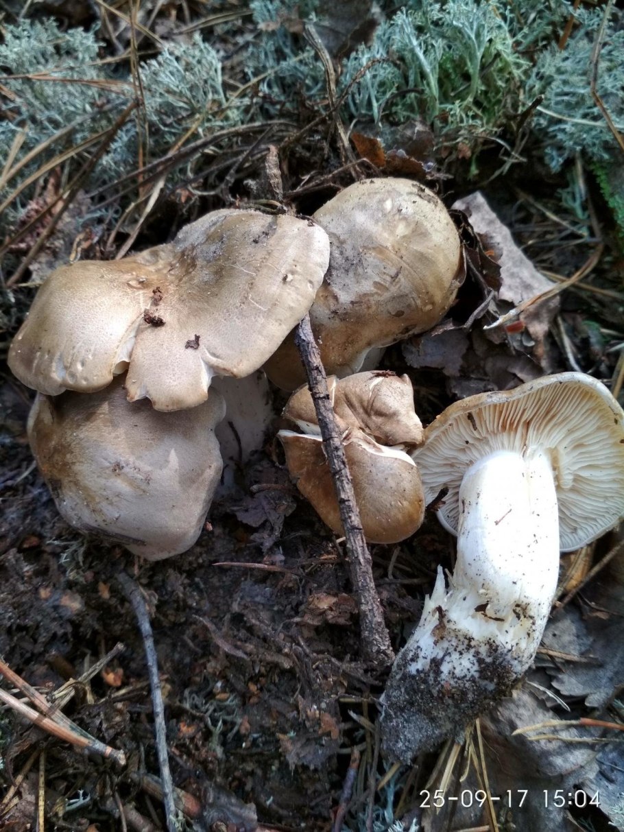 Грибы рядовки Синюшки