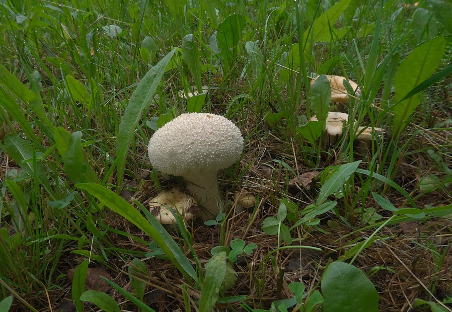 Грибы в огороде
