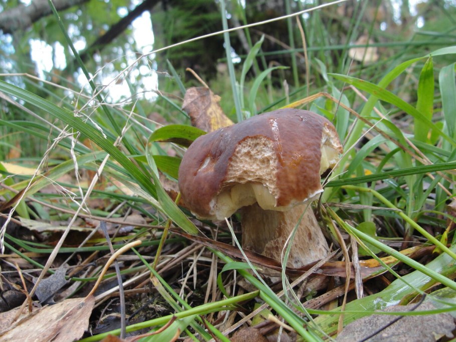 Грибы в саду