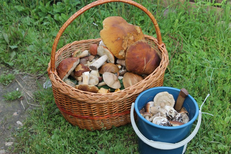 За грибами в Санкт-Петербурге