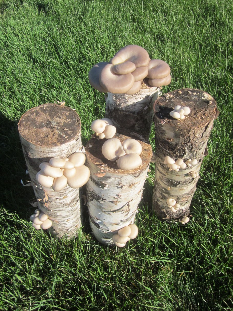 Грибники Подмосковья