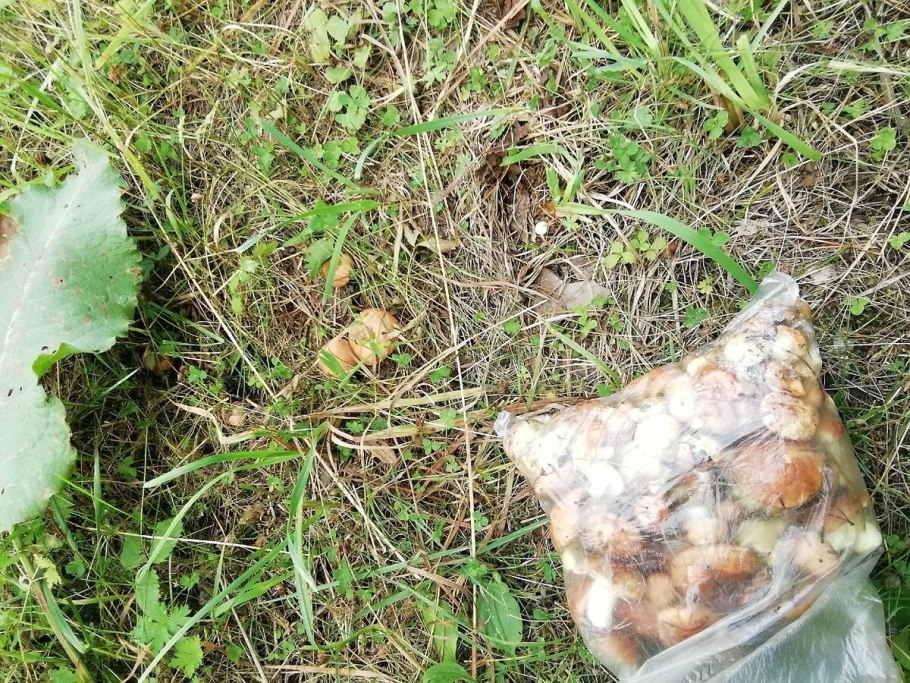 Белые грибы Камчатки