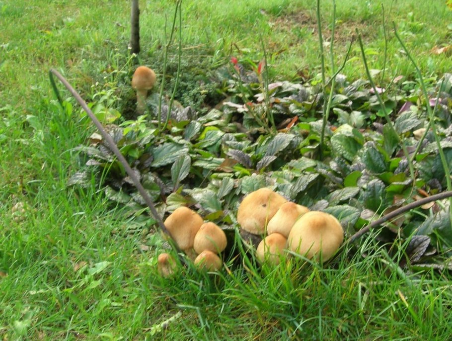 Украина грибники