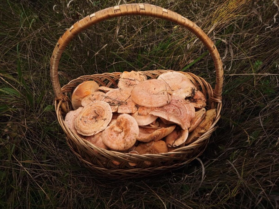 Белые грибы на участке