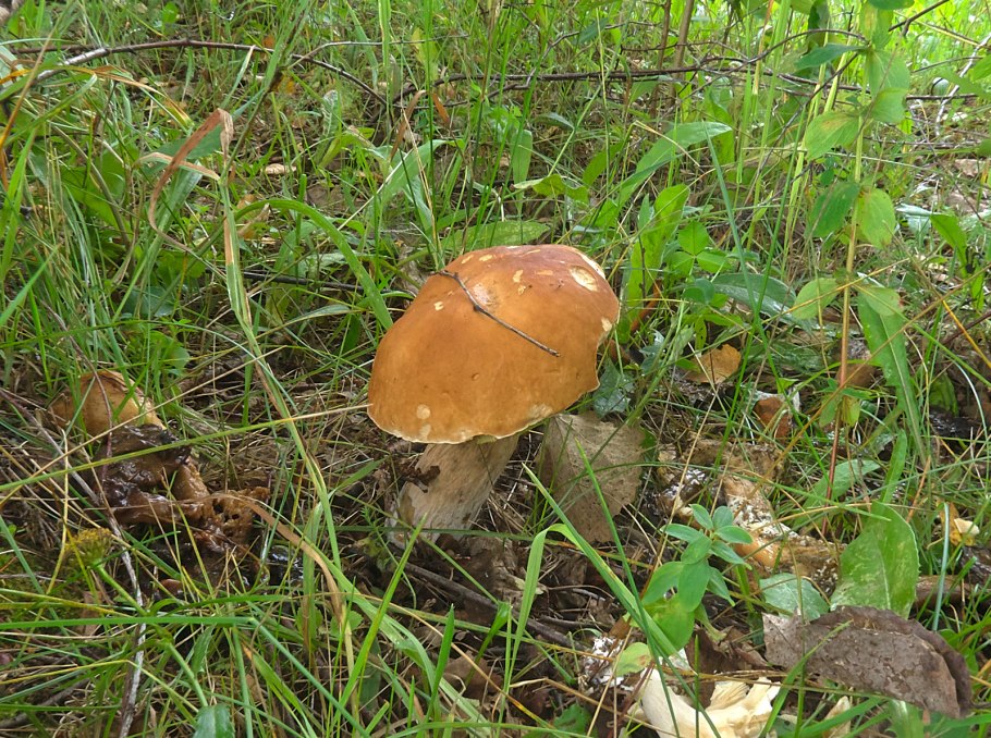 Белые грибы растущие в городе