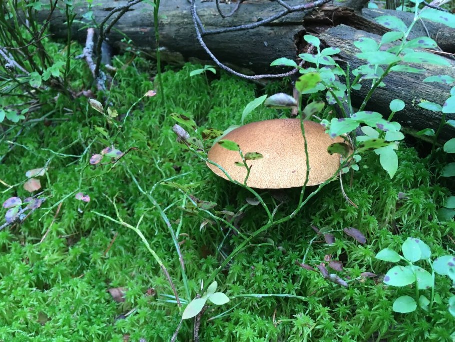 Ведро груздей