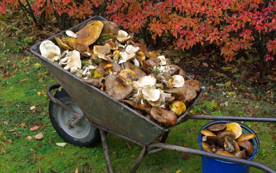 Обои с грибочками