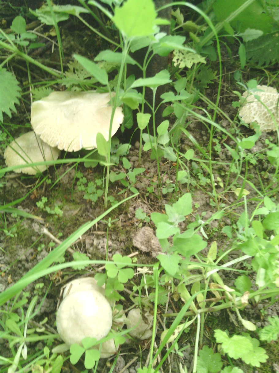 Белый гриб с юбочкой