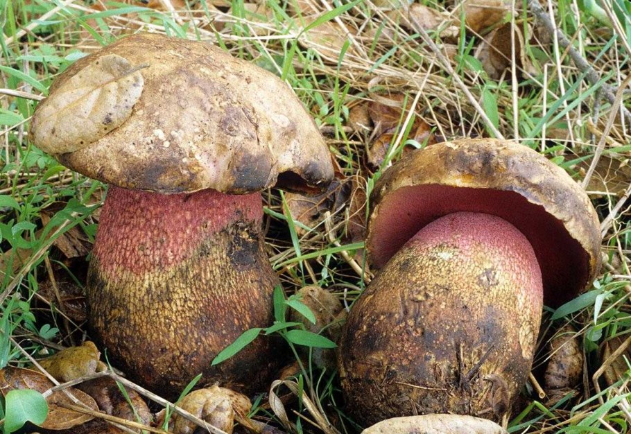 Боровик девичий (Boletus appendiculatus)