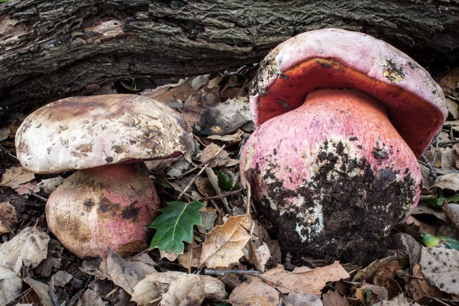 Boletus pulcherrimus