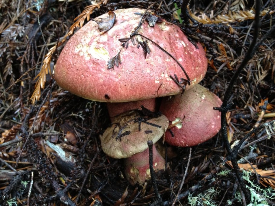 Боровик Волчий Boletus Lupinus