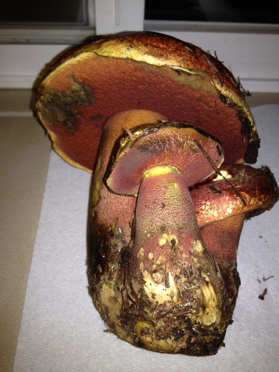 Boletus pulcherrimus