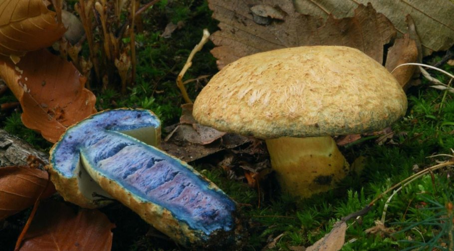Болет укорененный Boletus radicans