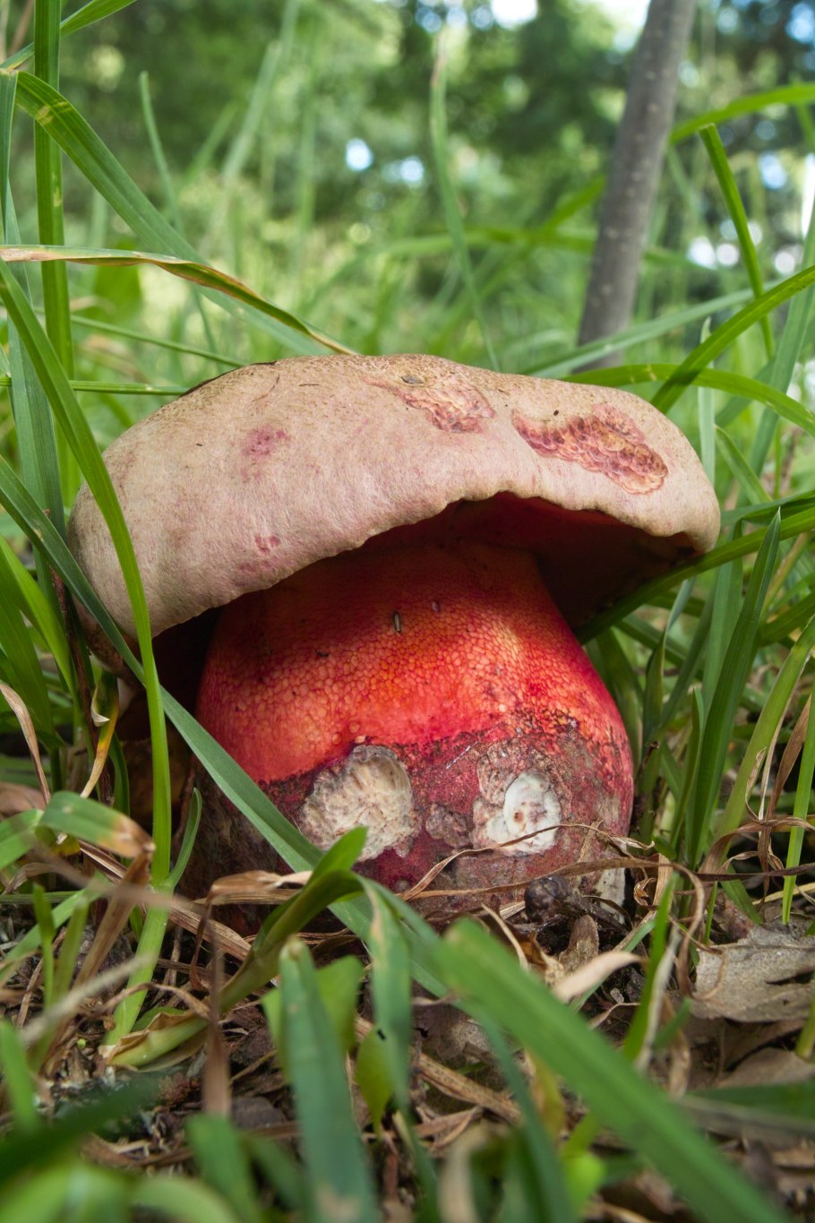 Boletus pulcherrimus