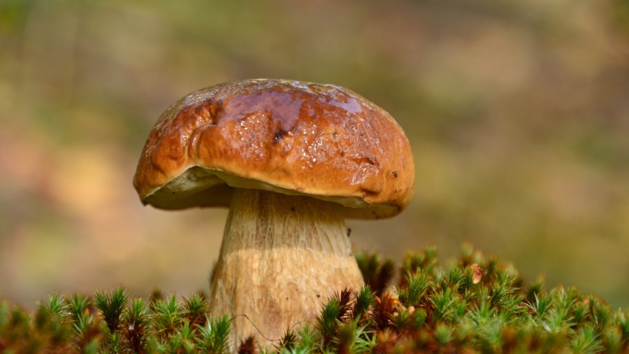 Гриб Эдулис