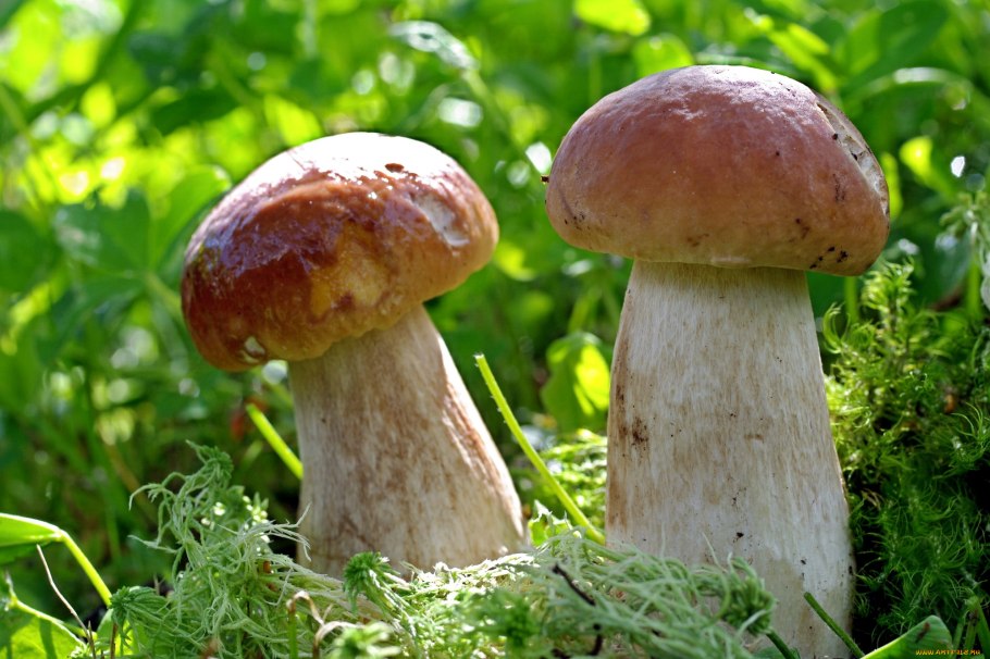 Моховик каштановый