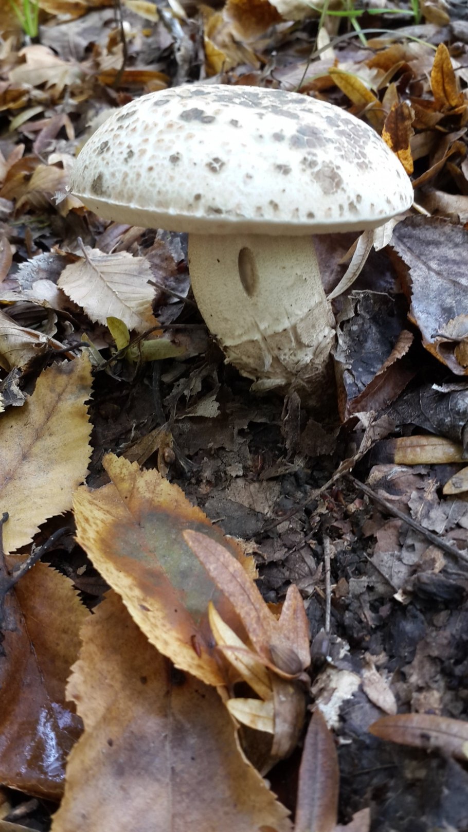 Белый гриб в Ростовской области