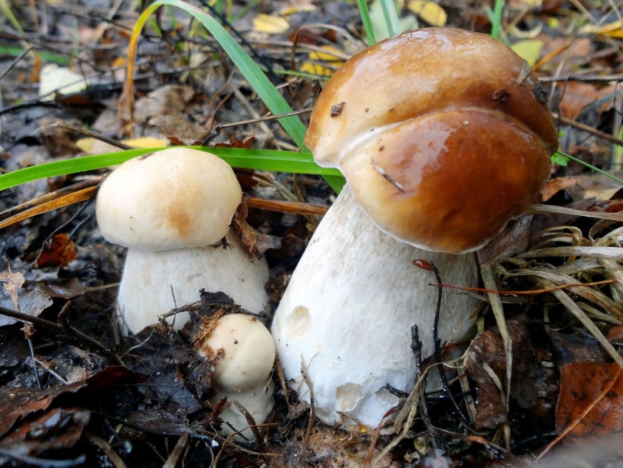 Гриб с коричневой шляпкой